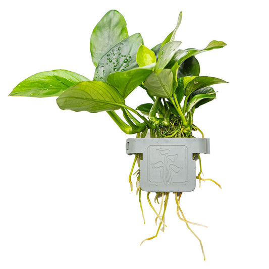 Anubias Barteri Var. Nana - Plant Clip