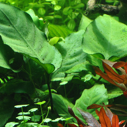 Anubias Barteri Var. Caladiifolia XL Pot