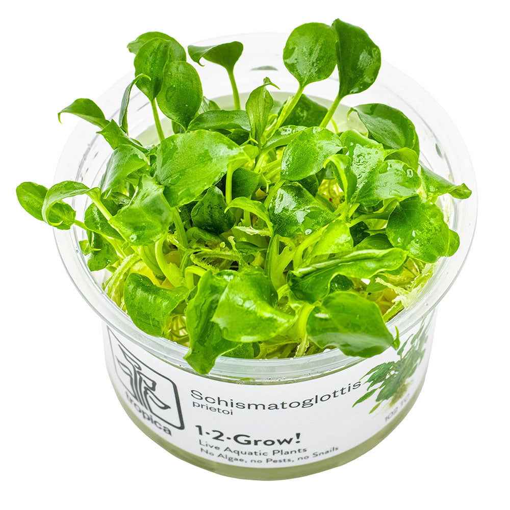 Schismatoglottis Prietoi 1-2-Grow