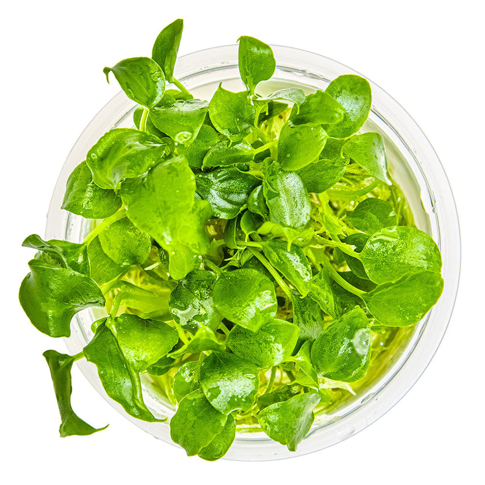 Schismatoglottis Prietoi 1-2-Grow