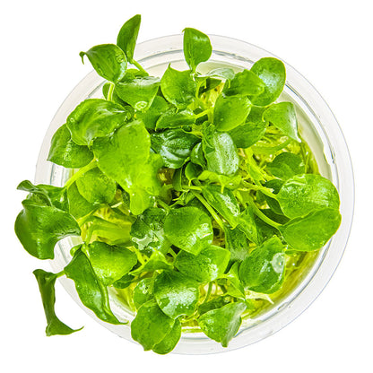 Schismatoglottis Prietoi 1-2-Grow