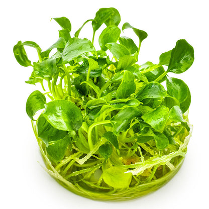 Schismatoglottis Prietoi 1-2-Grow