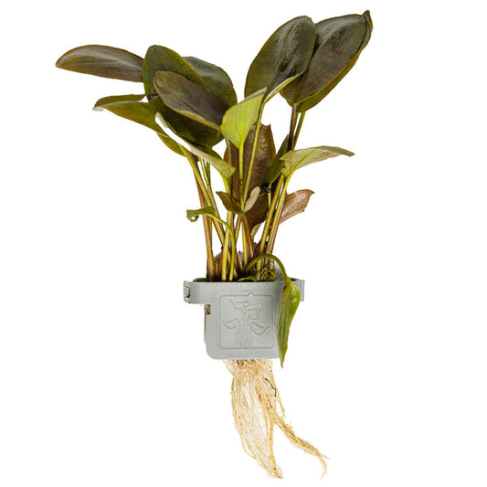 Lagenandra Meeboldii Red - Plant Clip