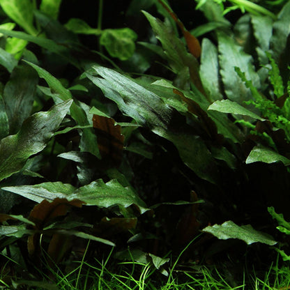 Tropica Cryptocoryne Beckettii Petchii On Lava Stone