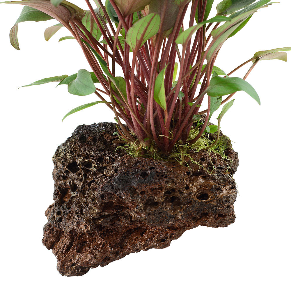 Tropica Cryptocoryne Beckettii Petchii On Lava Stone