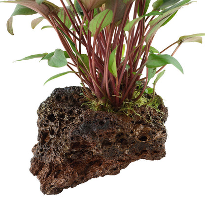 Tropica Cryptocoryne Beckettii Petchii On Lava Stone
