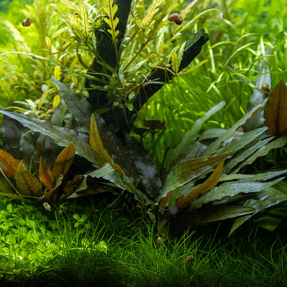Tropica Cryptocoryne Beckettii Petchii On Lava Stone
