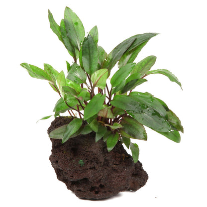 Tropica Cryptocoryne Beckettii Petchii On Lava Stone