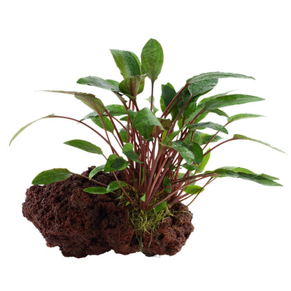 Tropica Cryptocoryne Beckettii Petchii On Lava Stone
