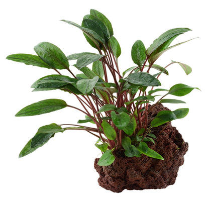 Tropica Cryptocoryne Beckettii Petchii On Lava Stone
