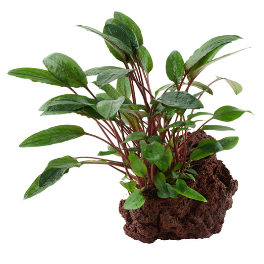 Cryptocoryne Beckettii Petchii On Lava Stone