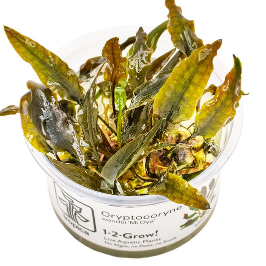 Cryptocoryne Wendtii Mi Oya 1-2-Grow