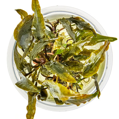 Tropica Cryptocoryne Wendtii Mi Oya 1-2-Grow