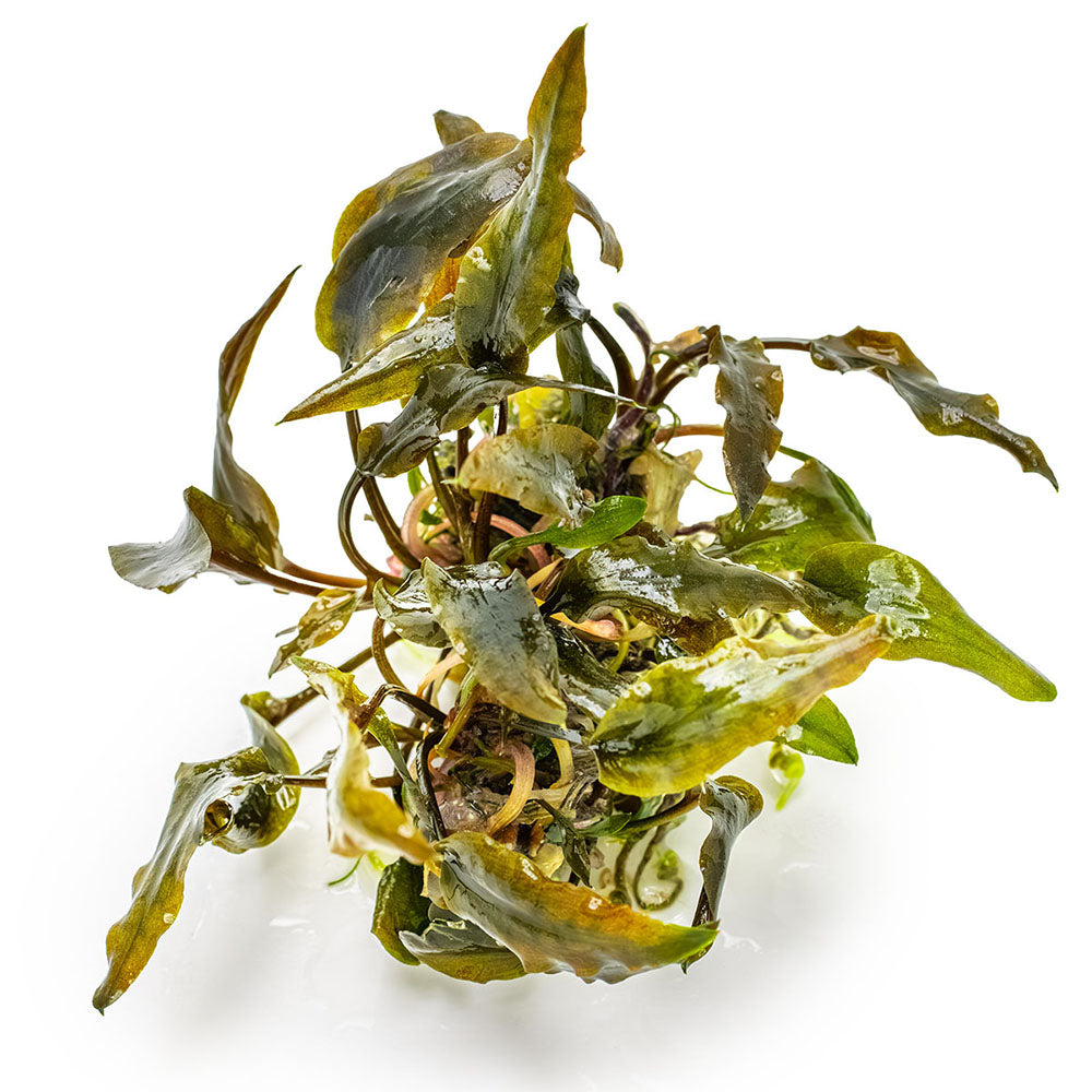 Tropica Cryptocoryne Wendtii Mi Oya 1-2-Grow