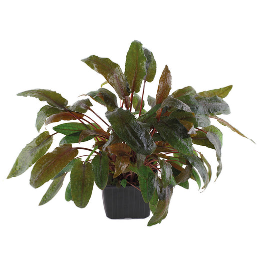Cryptocoryne Wendtii Tropica XL Pot
