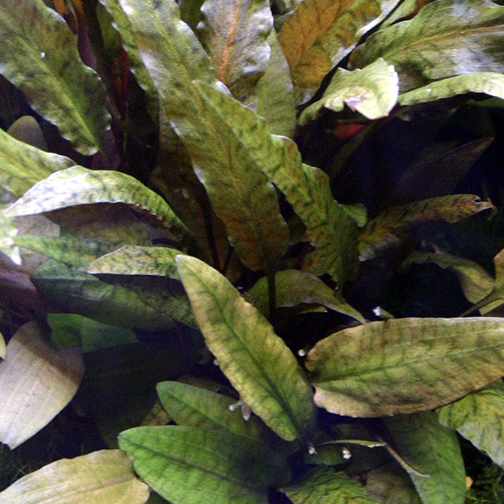 Cryptocoryne Wendtii Tropica XL Pot