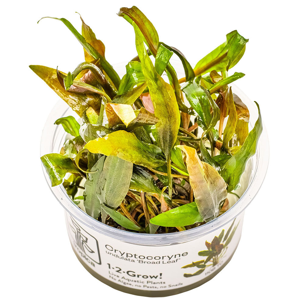 Tropica Cryptocoryne Undulata Broad Leaf 1-2-Grow