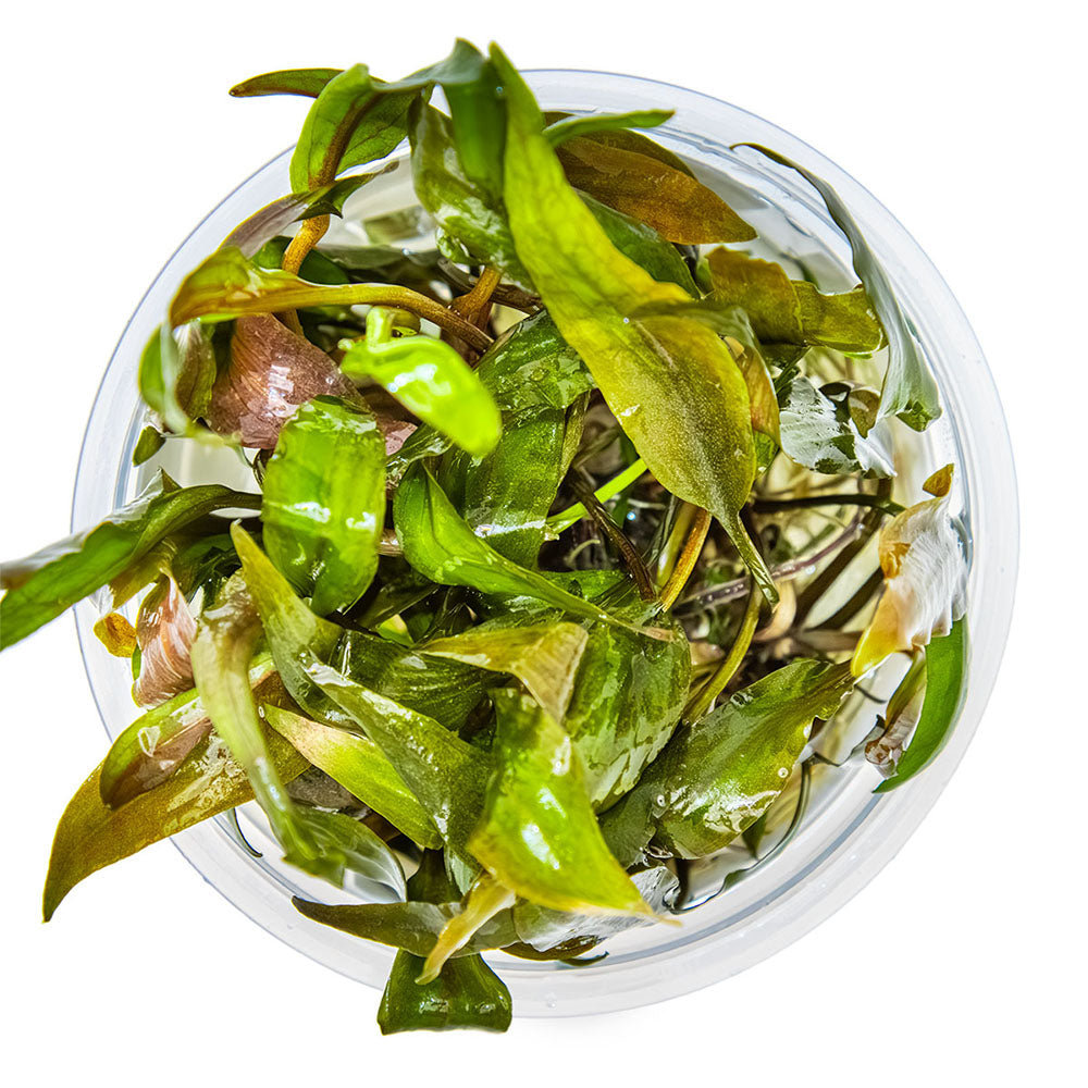 Tropica Cryptocoryne Undulata Broad Leaf 1-2-Grow