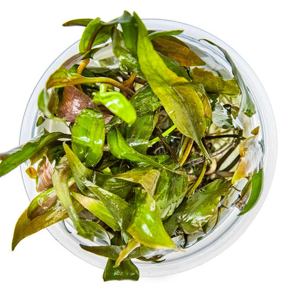 Tropica Cryptocoryne Undulata Broad Leaf 1-2-Grow