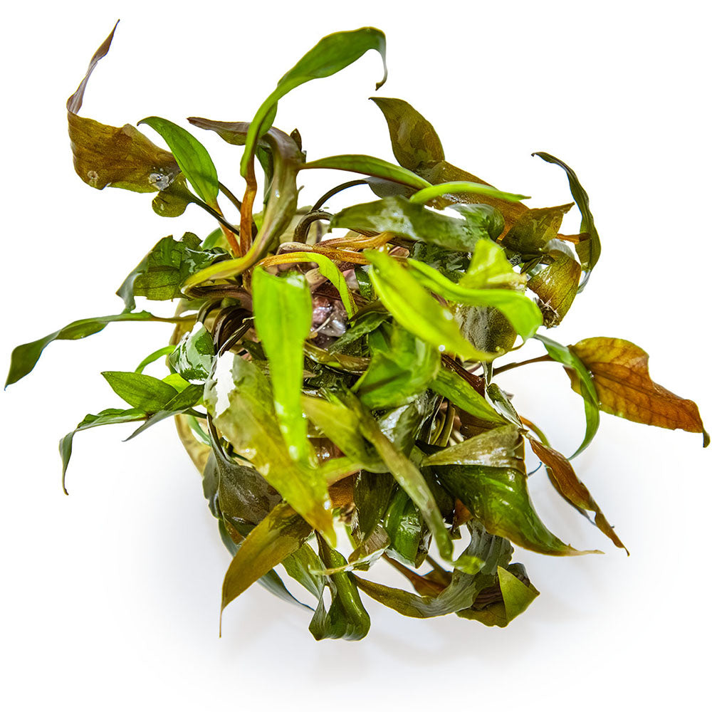 Tropica Cryptocoryne Undulata Broad Leaf 1-2-Grow