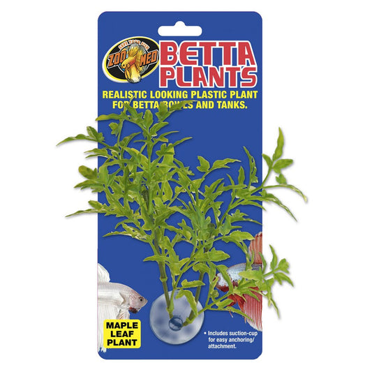 Betta Plant Maple Leaf