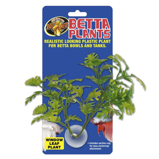 Betta Plant Window Leaf