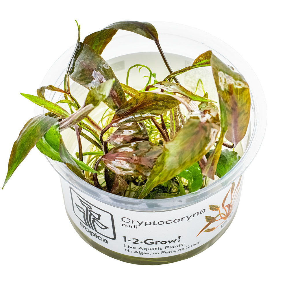 Cryptocoryne Nurii 1-2-Grow