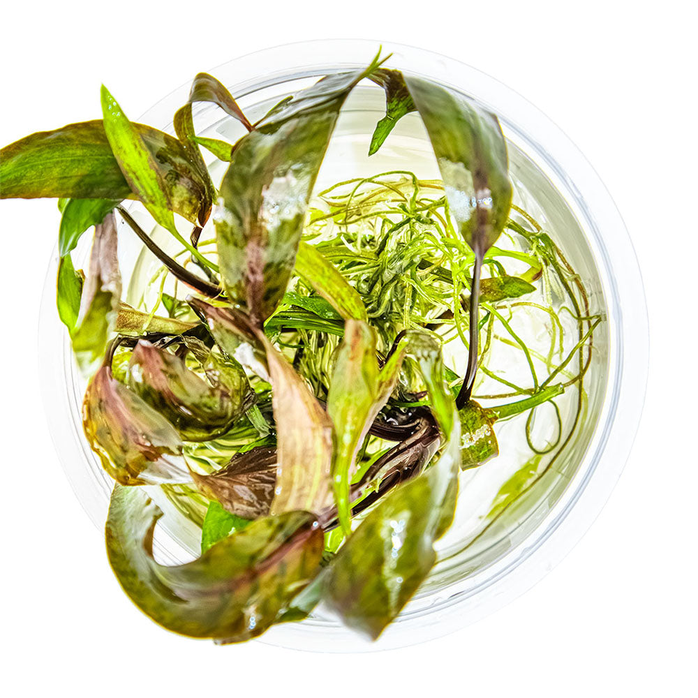 Cryptocoryne Nurii 1-2-Grow