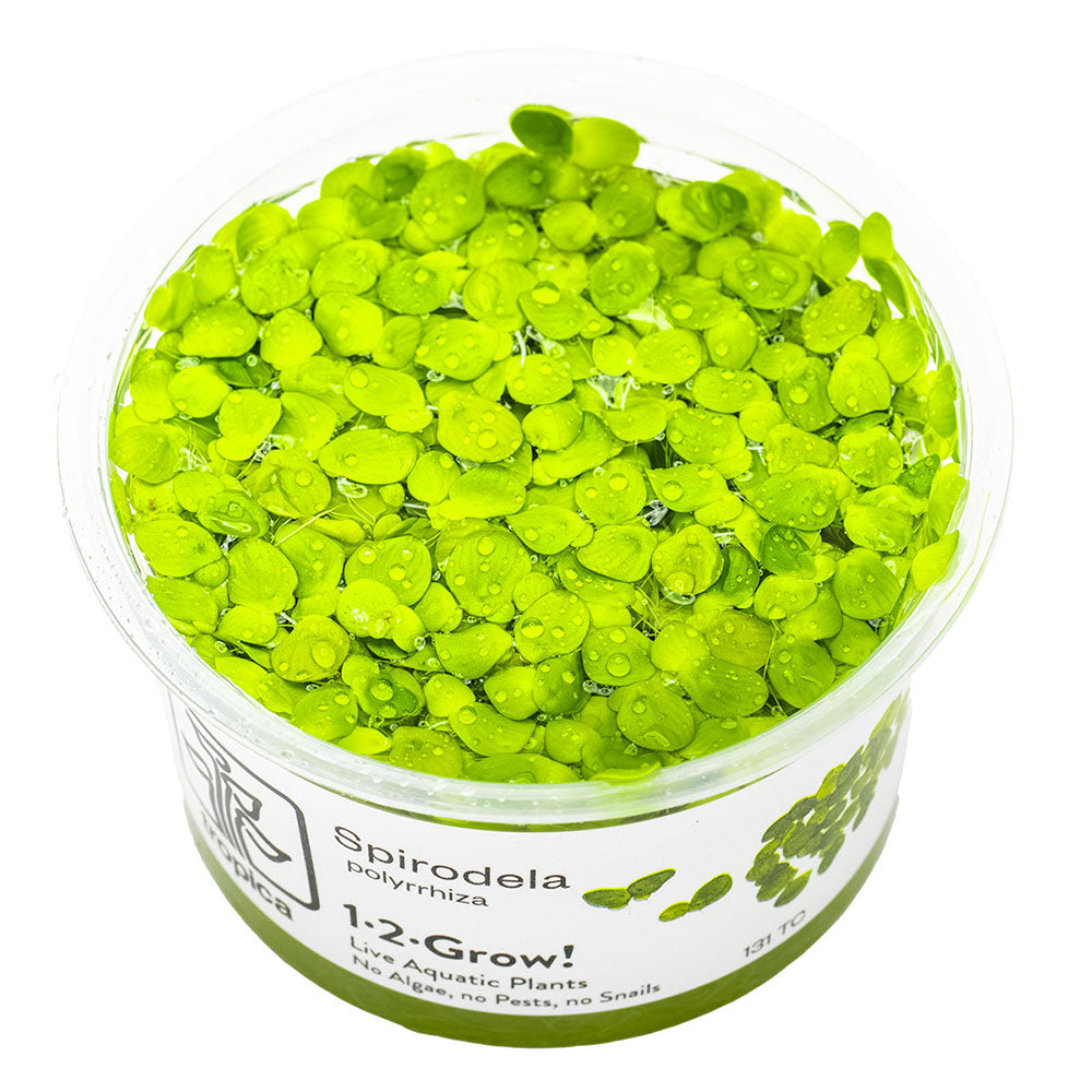 Spirodela Polyrrhiza 1-2-Grow