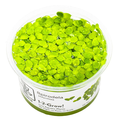 Tropica Spirodela Polyrrhiza 1-2-Grow