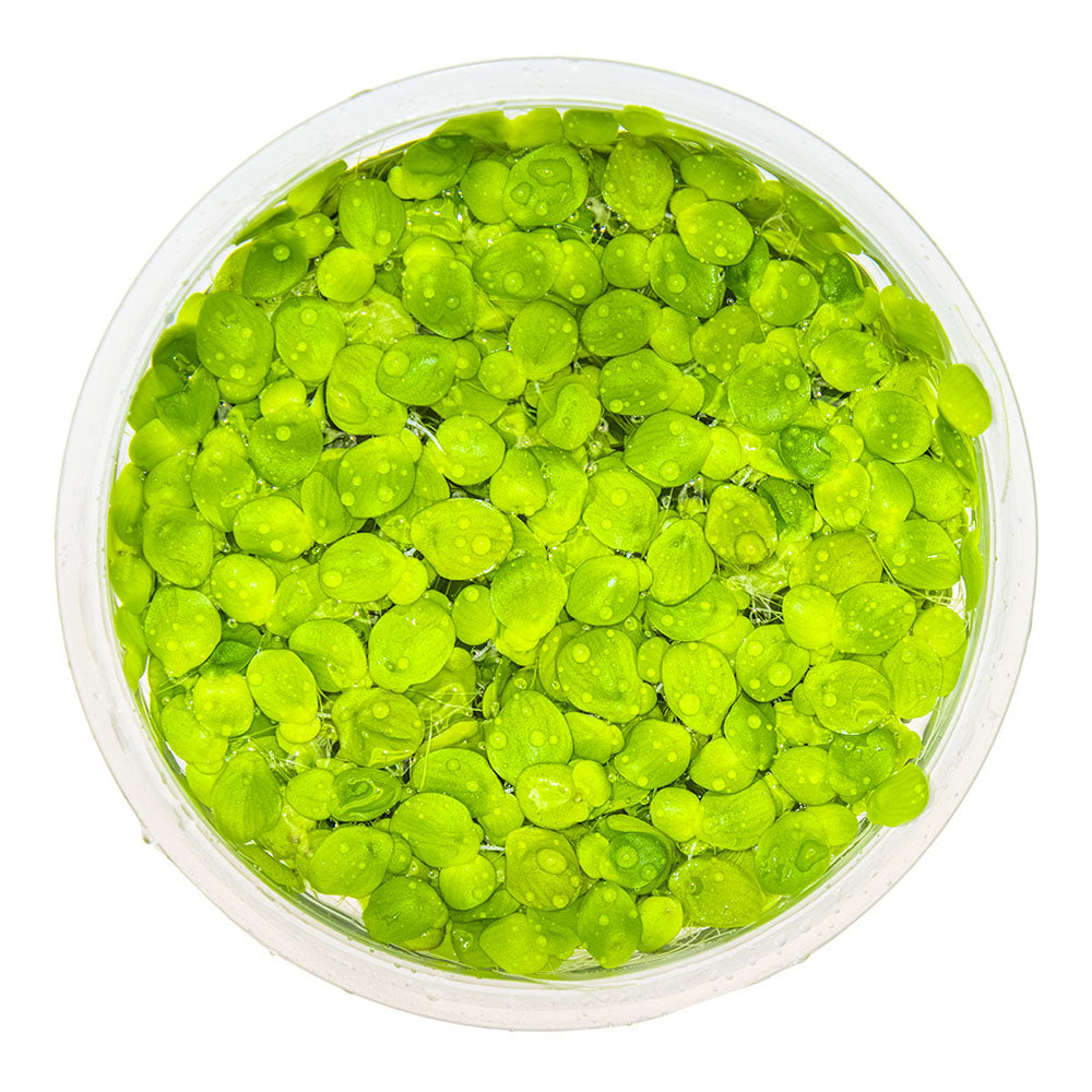 Tropica Spirodela Polyrrhiza 1-2-Grow