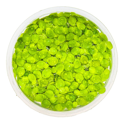 Tropica Spirodela Polyrrhiza 1-2-Grow