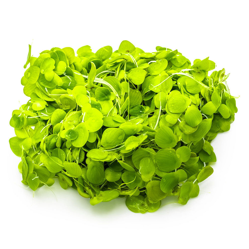 Spirodela Polyrrhiza 1-2-Grow