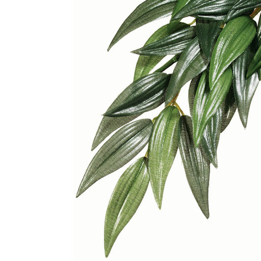 Silk Rucus Plants