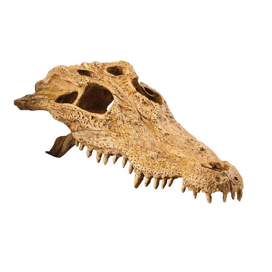 Crocodile Skull