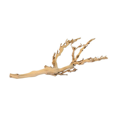 Forest Branches