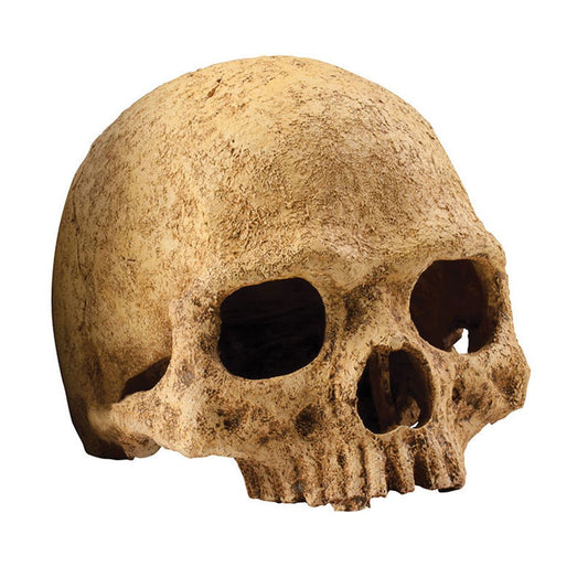 Primate Skull