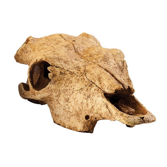 Buffalo Skull