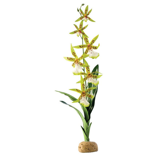 Spider Orchid
