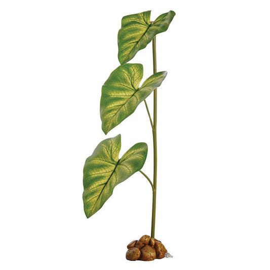 Dripper Plant Large