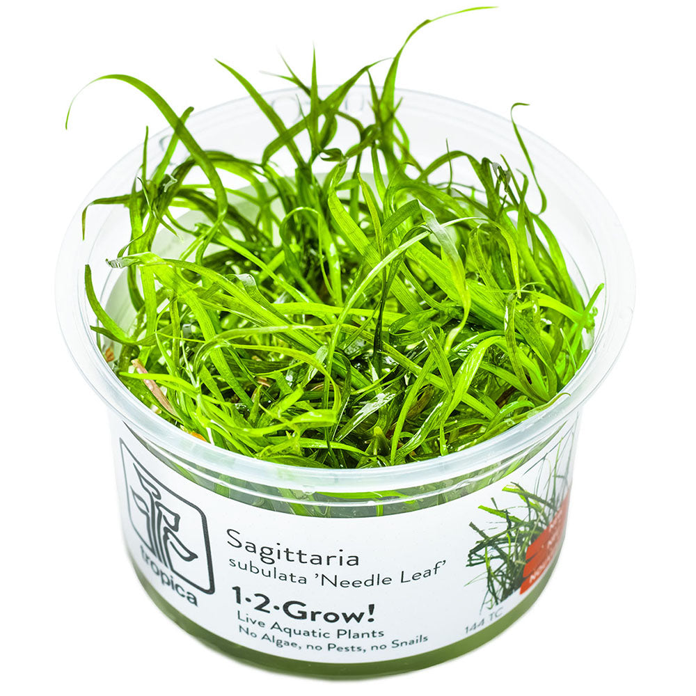 Sagittaria Subulata Needle Leaf 1-2-Grow