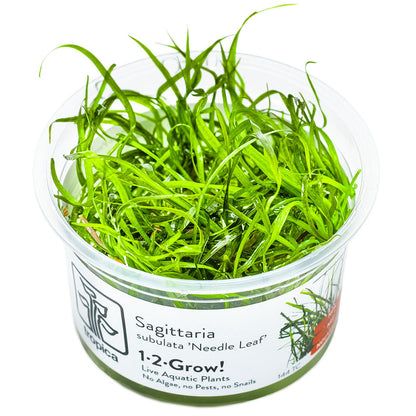Tropica Sagittaria Subulata Needle Leaf 1-2-Grow