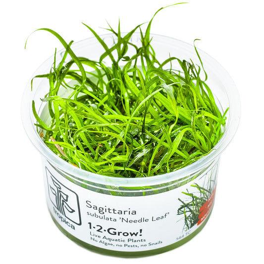 Sagittaria Subulata Needle Leaf 1-2-Grow