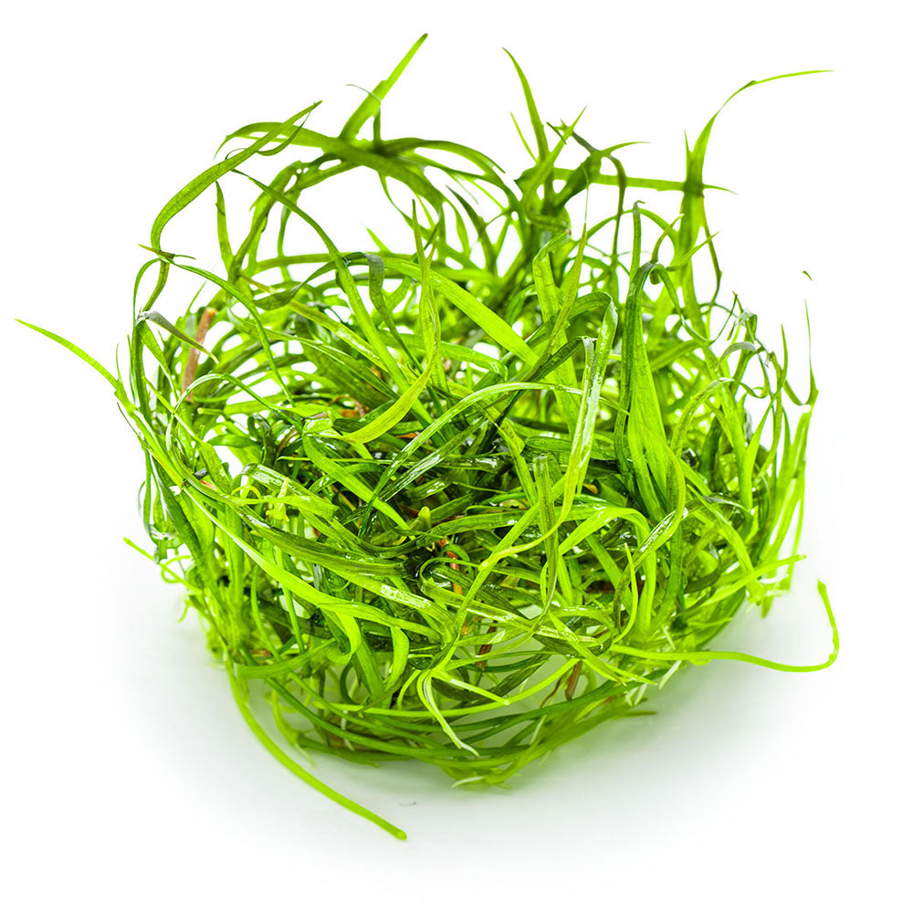 Sagittaria Subulata Needle Leaf 1-2-Grow