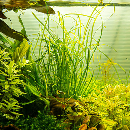 Tropica Sagittaria Subulata Needle Leaf 1-2-Grow