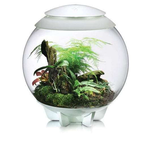Air 60 Terrarium - White
