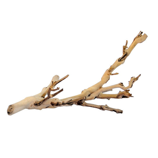 Forest Branches