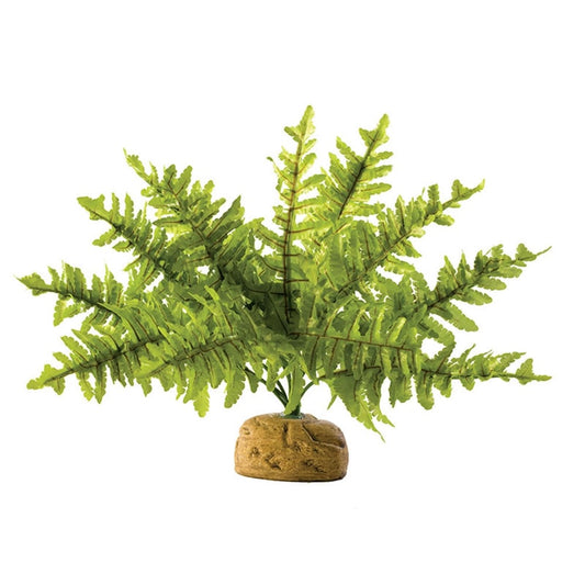 Boston Ferns