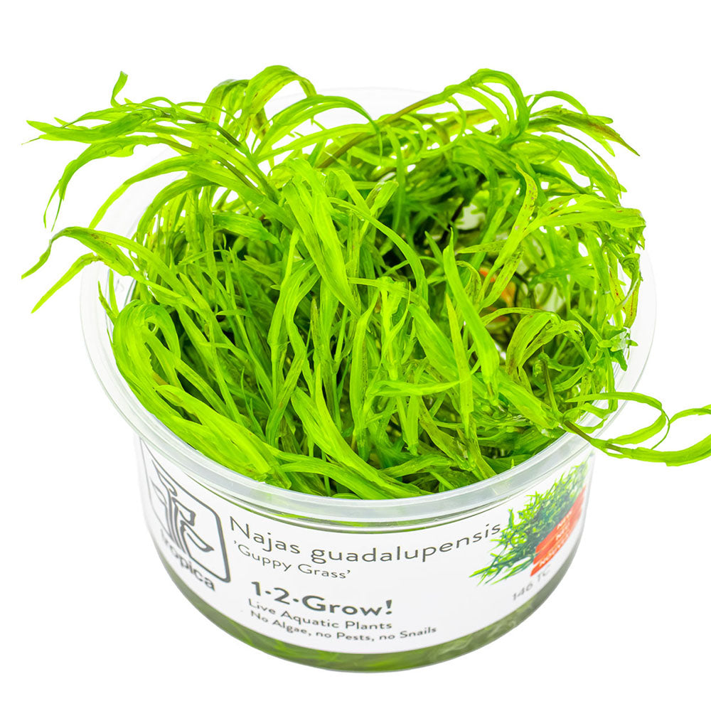 Najas Guadalupensis Guppy Grass 1-2-Grow