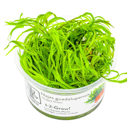 Najas Guadalupensis Guppy Grass 1-2-Grow